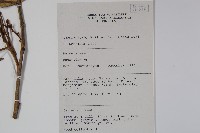 登錄號:S058836藏品圖，第2張