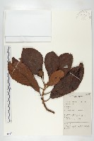 登錄號:S058837藏品圖，第1張