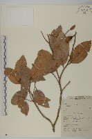 登錄號:S058839藏品圖，第1張