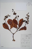 登錄號:S058840藏品圖，第1張