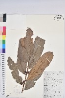 登錄號:S058844藏品圖，第1張