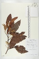 登錄號:S058848藏品圖，第1張