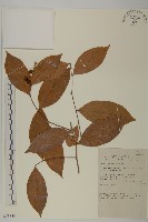 登錄號:S058854藏品圖，第1張