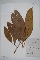 登錄號:S058864藏品圖，第1張