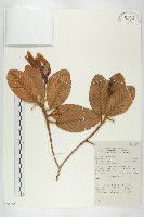 登錄號:S058865藏品圖，第1張