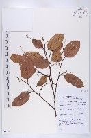 登錄號:S058869藏品圖，第1張