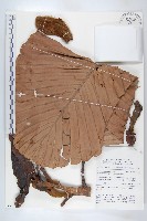 登錄號:S058872藏品圖，第1張