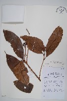 登錄號:S058874藏品圖，第1張