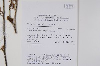 登錄號:S058875藏品圖，第2張