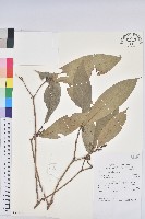 登錄號:S058876藏品圖，第1張