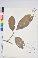 登錄號:S058877藏品圖，第1張