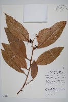 登錄號:S058880藏品圖，第1張