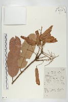 登錄號:S058883藏品圖，第1張