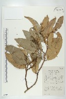 登錄號:S058889藏品圖，第1張