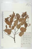 小葉沙羅雙藏品圖，第1張