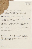 小葉沙羅雙藏品圖，第2張