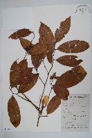 登錄號:S058896藏品圖，第1張