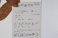 登錄號:S058896藏品圖，第2張