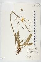 貓兒菊藏品圖，第1張