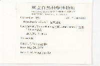 貓兒菊藏品圖，第2張