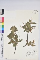 南燭藏品圖，第1張