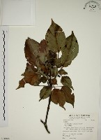 昆欄樹藏品圖，第1張