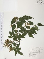 野鴉椿藏品圖，第1張