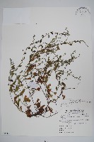 細纍子草藏品圖，第1張