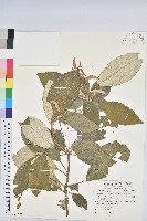 裡白巴豆藏品圖，第1張