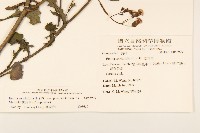紫背草藏品圖，第2張