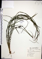 麥門冬藏品圖，第1張