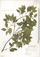 石朴藏品圖，第1張