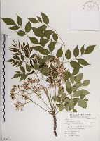 楝、苦楝藏品圖，第1張