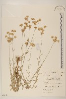 絲綿草藏品圖，第1張