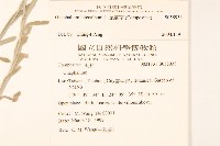 絲綿草藏品圖，第2張