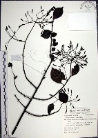 腺果藤、刺藤藏品圖，第1張