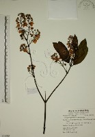 猿尾藤藏品圖，第1張