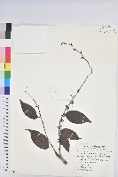 披針葉饅頭果藏品圖，第1張