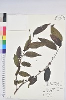 披針葉饅頭果藏品圖，第1張