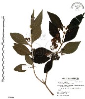 杜虹花，台灣紫珠藏品圖，第1張