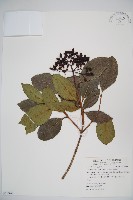 珊瑚樹藏品圖，第1張