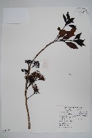 長花厚殼樹藏品圖，第1張