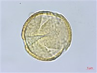 福木、山桔子、恆春福木藏品圖，第1張