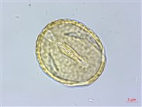 福木、山桔子、恆春福木藏品圖，第2張