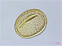 福木、山桔子、恆春福木藏品圖，第3張