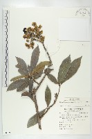 猴歡喜藏品圖，第1張