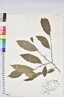 刺杜密藏品圖，第1張