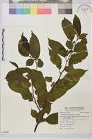 桶鉤藤藏品圖，第1張