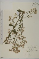 生毛將軍藏品圖，第1張