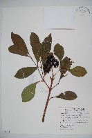 珊瑚樹藏品圖，第1張